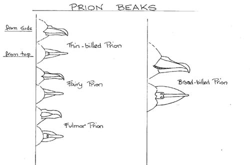 Prion beaks.jpg